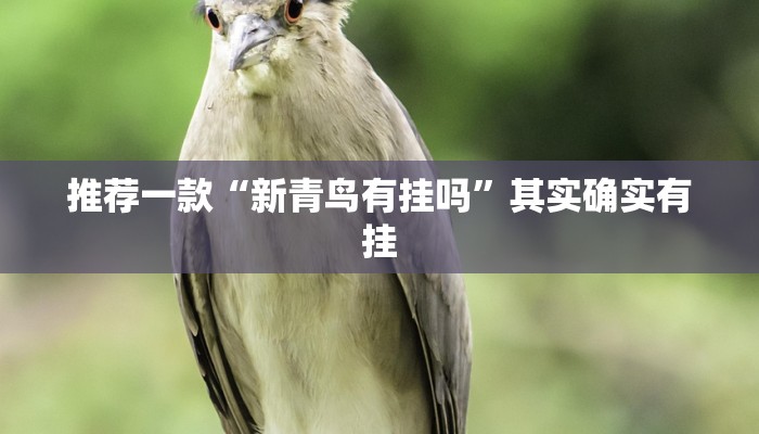 推荐一款“新青鸟有挂吗”其实确实有挂